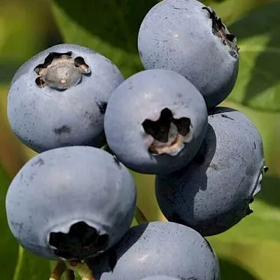 Голубика ЧАНДЛЕР в Туле