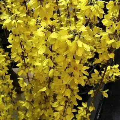 Форзиция ГОЛДРАУШ в Туле