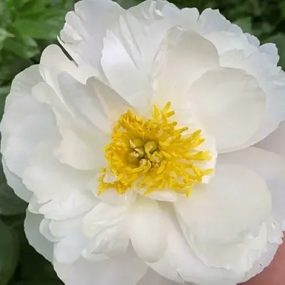 Пион ДУБЛИН травянистый  Пион ДУБЛИН травянистый в Туле