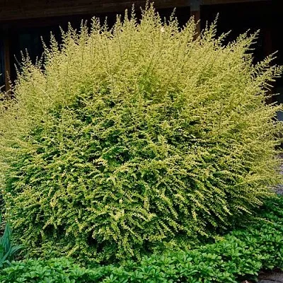 Жимолость в Туле