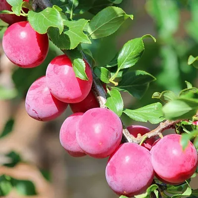 Алыча в Туле