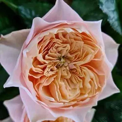 Саженцы роз ВУВУЗЕЛА РОМАНТИК чайно-гибридная  Саженцы роз ВУВУЗЕЛА РОМАНТИК чайно-гибридная в Туле