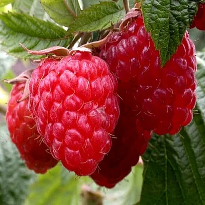 Малина КВЕЛЛИ  Малина КВЕЛЛИ в Туле