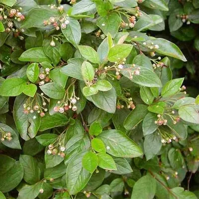 Кизильник блестящий в Туле