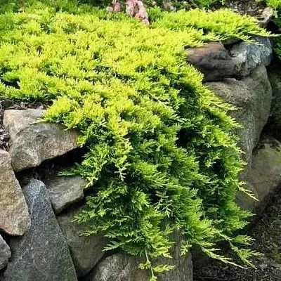 Можжевельник ГОЛДЕН КАРПЕТ горизонтальный  Можжевельник ГОЛДЕН КАРПЕТ горизонтальный в Туле