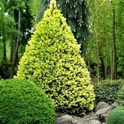 Ель РЕЙНБОУЗ ЭНД сизая  Ель РЕЙНБОУЗ ЭНД сизая в Туле