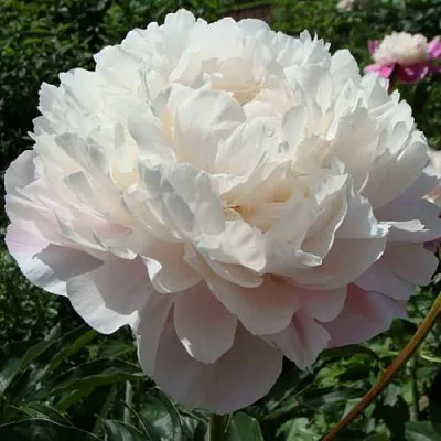 Пион ВОГ травянистый  Пион ВОГ травянистый в Туле