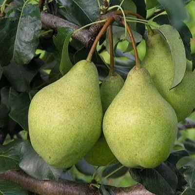 Груша ОРЛОВСКАЯ ЛЕТНЯЯ в Туле