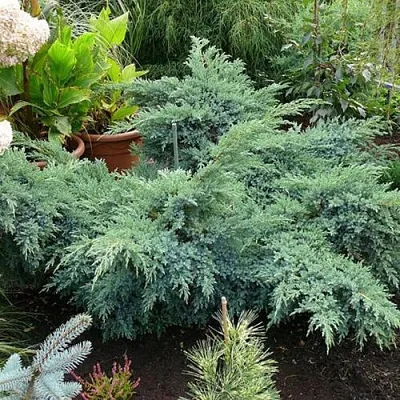 Можжевельник БЛЮ ШВЕД (СВИД) чешуйчатый  Можжевельник БЛЮ ШВЕД (СВИД) чешуйчатый в Туле