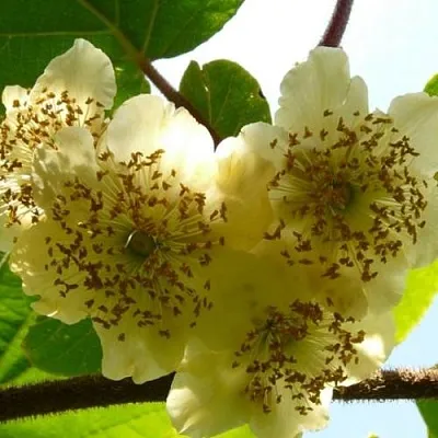 Актинидия АТЛАС (МУЖСКОЙ)  Актинидия АТЛАС (МУЖСКОЙ) в Туле