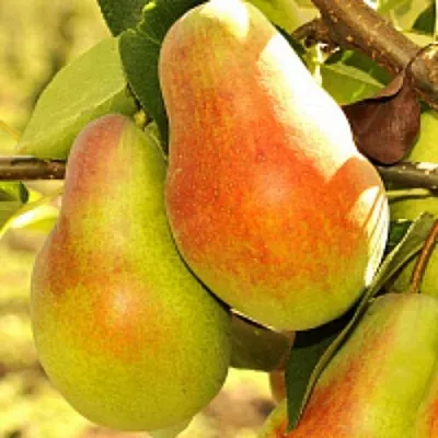 Груша РУССКАЯ КРАСАВИЦА (КРАСАВИЦА ЧЕРНЕНКО) в Туле