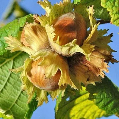 Фундук ТОНДА РОМАНА в Туле