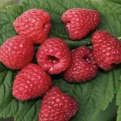 Малина ЗЮГАНА  Малина ЗЮГАНА в Туле