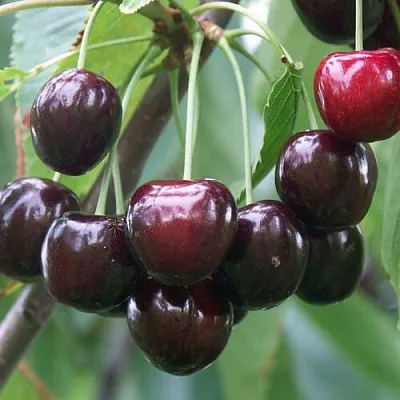 Черешня ЛЮБИМИЦА АСТАХОВА в Туле