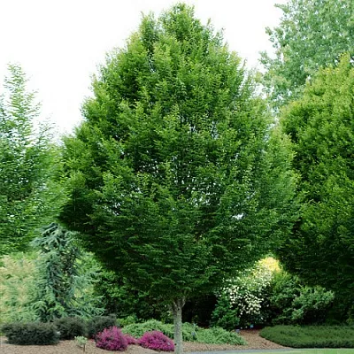 Граб в Туле