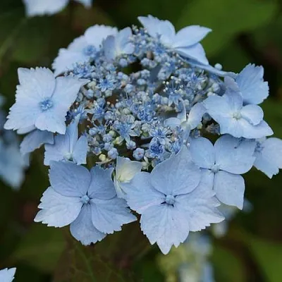 Гортензия БЛЮ ДЕКЛ пильчатая  Гортензия БЛЮ ДЕКЛ пильчатая в Туле