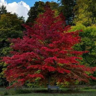 Дуб болотный в Туле