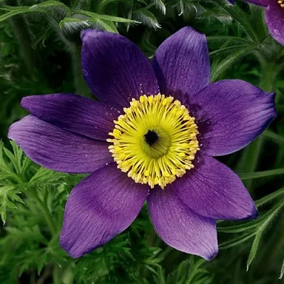 Прострел ПИНВИЛ БЛЮ ШЕЙДЕС  Прострел ПИНВИЛ БЛЮ ШЕЙДЕС в Туле