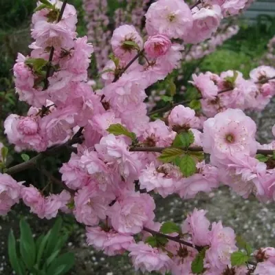 Миндаль ТРЁХЛОПАСТНЫЙ (луизеания) в Туле