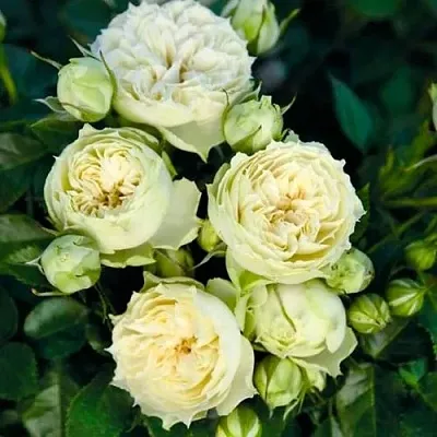 Саженцы роз БЛАНШЕТТ спрей  Саженцы роз БЛАНШЕТТ спрей в Туле