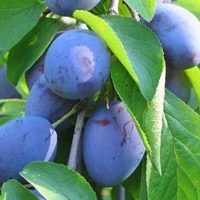 Слива ПЕРДРИГОН  Слива ПЕРДРИГОН в Туле