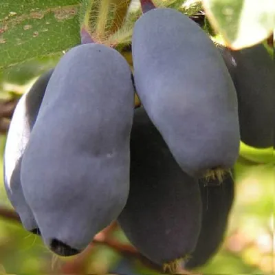 Жимолость съедобная КРУПНОПЛОДНАЯ  Жимолость съедобная КРУПНОПЛОДНАЯ в Туле