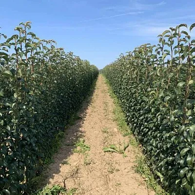 Саженцы почтой и ТК в Туле