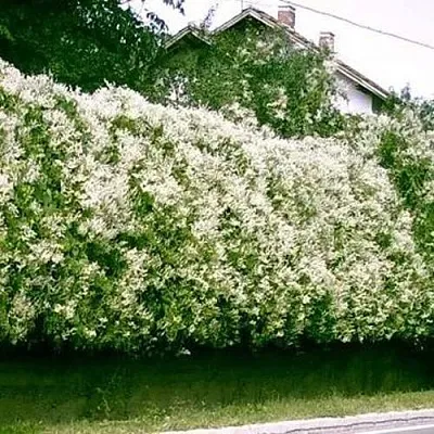 Фаллопия в Туле