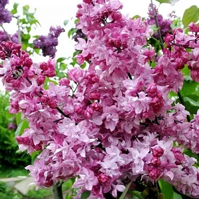 Сирень ОЛИМПИАДА КОЛЕСНИКОВА  Сирень ОЛИМПИАДА КОЛЕСНИКОВА в Туле