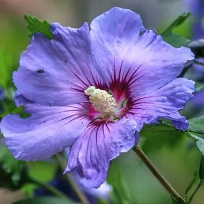 Гибискус МАРИНА сирийский в Туле