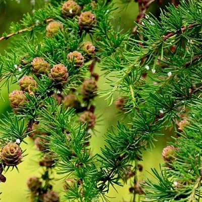 Лиственница  Лиственница в Туле