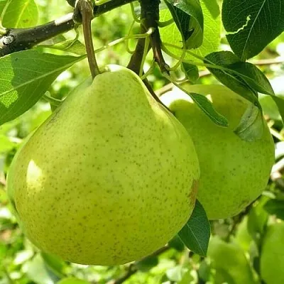 Груша ДАЛИКОР колонновидная в Туле