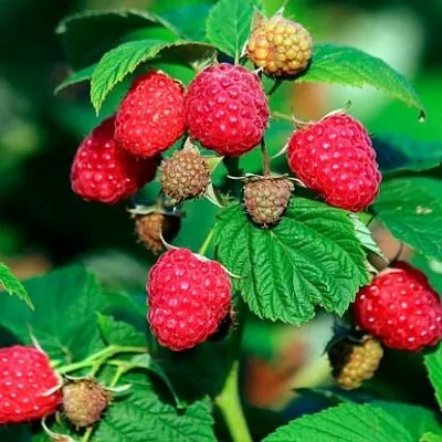 Малиновое дерево  Малиновое дерево в Туле