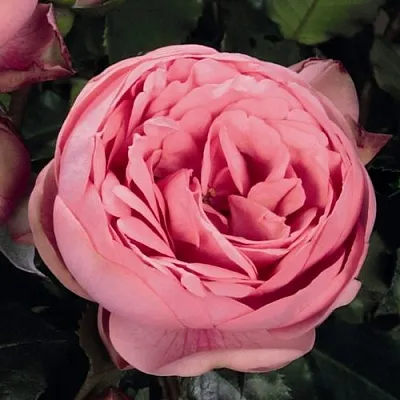 Саженцы роз ХЭППИ ПИАНО чайно-гибридная  Саженцы роз ХЭППИ ПИАНО чайно-гибридная в Туле