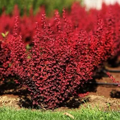 Барбарис ОРАНЖ РОКЕТ тунберга в Туле