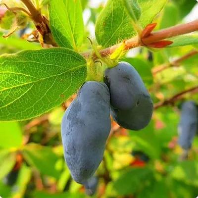 Жимолость съедобная БОРЕАЛ БЛИЗЗАРД (СЕВЕРНАЯ МЕТЕЛЬ)  Жимолость съедобная БОРЕАЛ БЛИЗЗАРД (СЕВЕРНАЯ МЕТЕЛЬ) в Туле