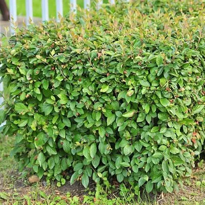 Кизильник блестящий в Туле