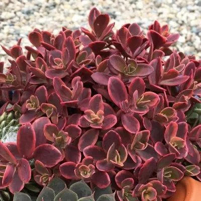 Очиток (седум) САНСПАРКЛЕР ВИЛДФАЕР гибридный в Туле