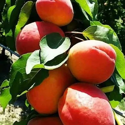 Абрикос ДЖУМБО КОТ  Абрикос ДЖУМБО КОТ в Туле