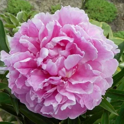 Пион РИМ травянистый  Пион РИМ травянистый в Туле