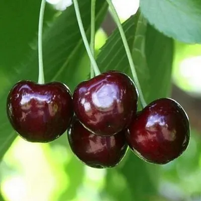 Черешня ЛЕНИНГРАДСКАЯ ЧЁРНАЯ  Черешня ЛЕНИНГРАДСКАЯ ЧЁРНАЯ в Туле