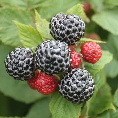 Черная  Черная в Туле