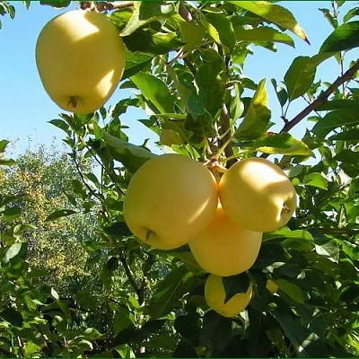 Яблоня ГОЛДЕН МИЛЛЕНИУМ  Яблоня ГОЛДЕН МИЛЛЕНИУМ в Туле