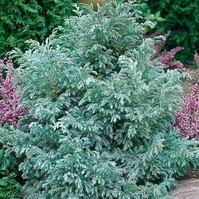 Кипарисовик БУЛЕВАРД горохоплодный  Кипарисовик БУЛЕВАРД горохоплодный в Туле