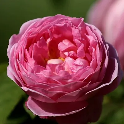 Саженцы роз ПИНК ЭКСПРЕШН флорибунда  Саженцы роз ПИНК ЭКСПРЕШН флорибунда в Туле