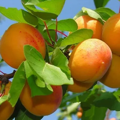 Абрикос КИЕВСКИЙ РАННИЙ  Абрикос КИЕВСКИЙ РАННИЙ в Туле