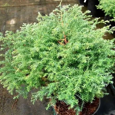 Кипарисовик СКВАРРОЗА горохоплодный  Кипарисовик СКВАРРОЗА горохоплодный в Туле