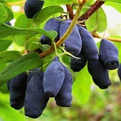 Жимолость съедобная МОСКОВСКАЯ  Жимолость съедобная МОСКОВСКАЯ в Туле