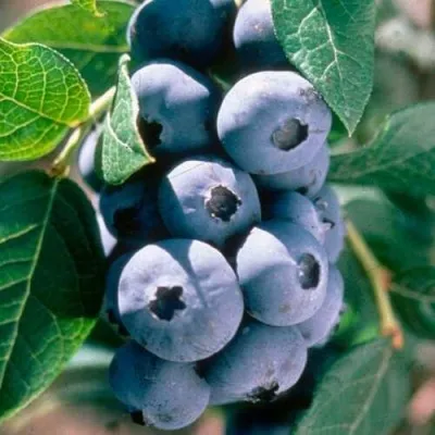 Голубика АВРОРА — описание сорта Голубика АВРОРА в Туле