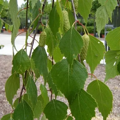 Береза ФАСЦИНЕЙШЕН белая   Береза ФАСЦИНЕЙШЕН белая  в Туле